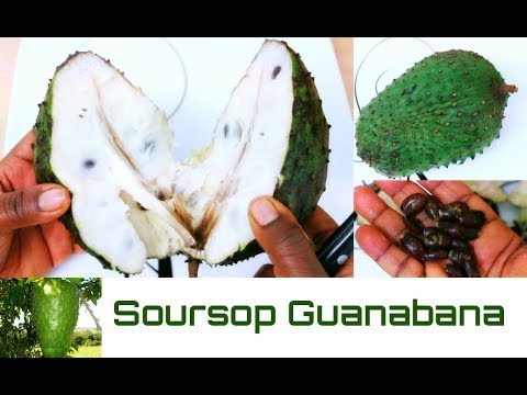 Video: Guanabana: Faedah Buah Eksotik