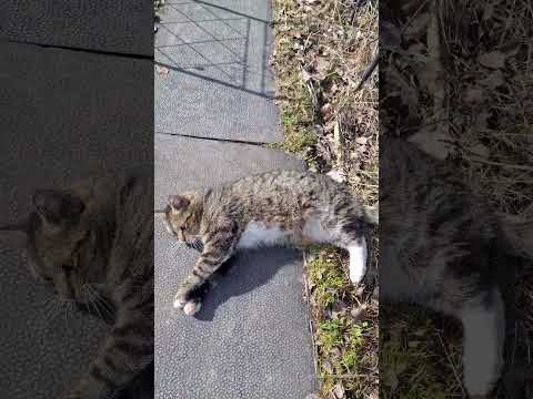 Видео: Кот Чувачок ковыркается по дорожкам Это хорошо на гибкость влияет #cat #кот #домашниеживотные