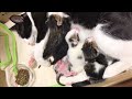 生後2日目の子猫たちの母乳争奪戦がかわいい
