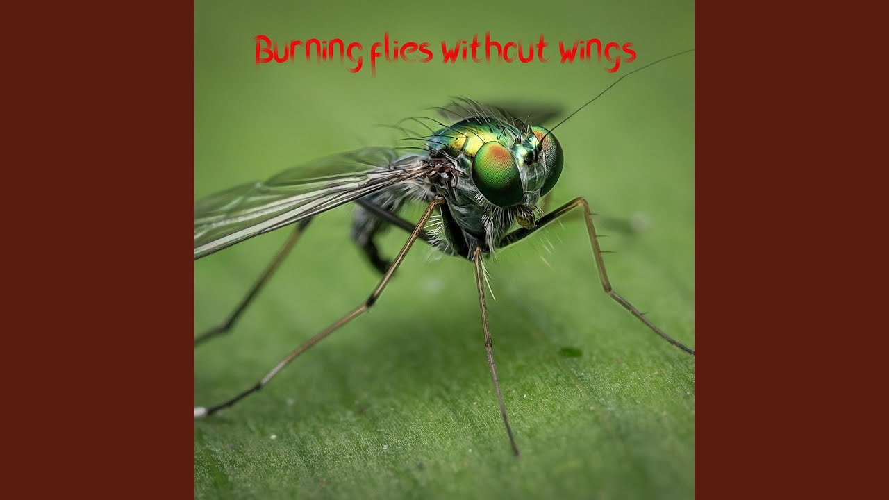Burning Flies Without Wings YouTube