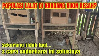 Cara Ampuh Mengusir Lalat Dari Kandang Ayam. 