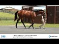 HIP 586 Fasig Tipton Maryland 2026