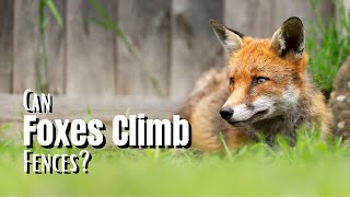 Can Foxes Climb Fences - The Walled Nursery