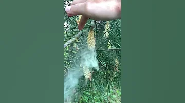 Опыление сосны