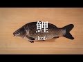 鯉（こい）のさばき方 - How to filet Carp -｜日本さばけるプロジェクト