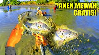 DAPAT NILA ATAU BANDENG DAH BIASA! Tambak Selesai Panen Ini Malah Banjir Ikan Mewah Semua Gratis!🤭✌