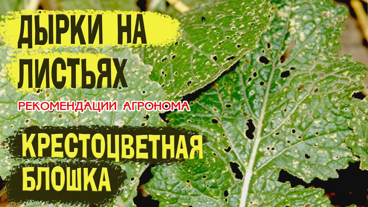 Дырки на листьях капусты, крестоцветная блошка, чем брызгать