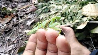 Praying mantis in Thailand