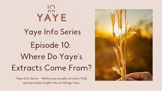 Yaye Info Session Episode 10: Where Do We Source Our Extracts?