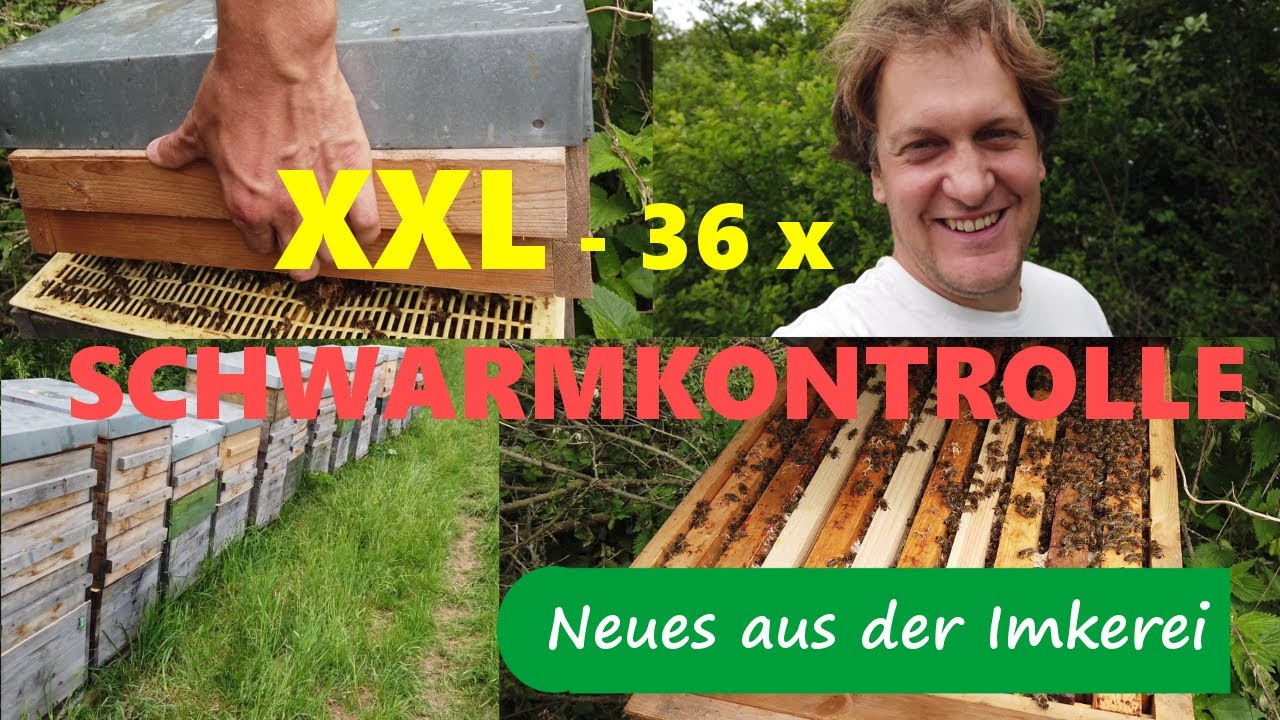 Schwarmkontrolle Mai 2020 - 36 Bienenvölker am Stück - Neues aus der Imkerei