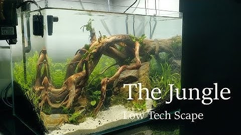 THE JUNGLE - Step by Step LOW TECH AQUASCAPING Tutorial