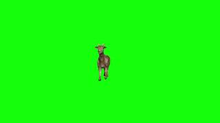 Goat Green Screen Clips Animations Pack Copyright Free