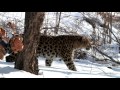 The Circle of Life in the Land of the Leopard/HD Trailer 3