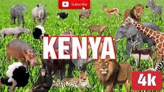 African Safari Wildlife 4K Relaxation Film - Nature Adventure Beauty