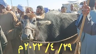 اسعار الجاموس الوالد والعشر والحلاب بسوق السبت اليوم