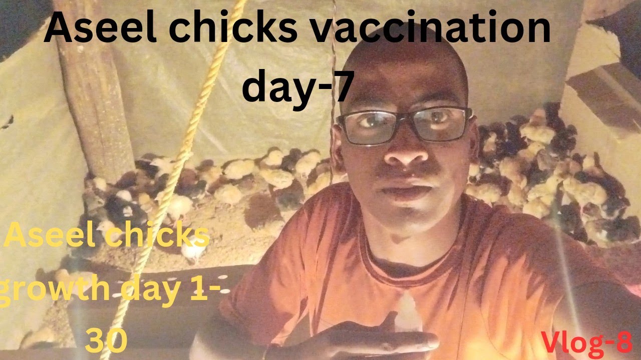 how-to-vaccination-aseel-chicks-aseel-how-to-start-a-desi-chicken-farm