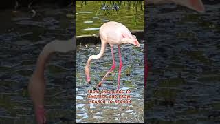 Why do flamingos have different colors shorts flamingo
