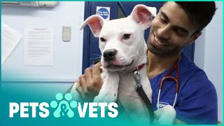 Neglected Staffie Is Rescued By The RSPCA | Animal Rescue School