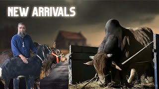 New Arrivals Massive Deshal and Holstein Cow Unloading from Sadeeq Agro 2024 | Big Goat Video 2024 |