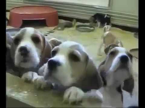 Video: São Paulo Interzice Testarea Animalelor