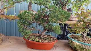 My bonsai February 2023