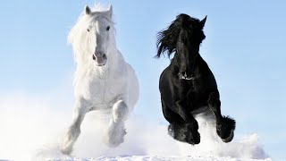 1 HOUR of AMAZING HORSES From Around the World - Best Relax Music, Meditation, Stress Relief, Calm