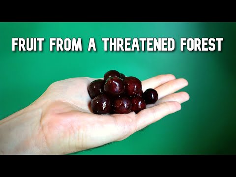 ვიდეო: რა არის არაკას ხილი?