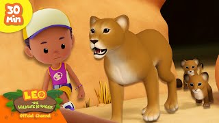 LIONS EAT MEAT! 🍖 | Carnivores Compilation | Leo the Wildlife Ranger | Kids Cartoons