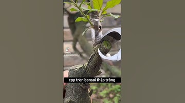 Kìm cạp tròn bonsai thép trắng HM650 #cạptronbonsai #dụngcụbonsai #dụngcụbonsai