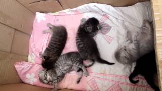 Котята скоттиш фолд/страйт Котята скоттиш фолд/страйт