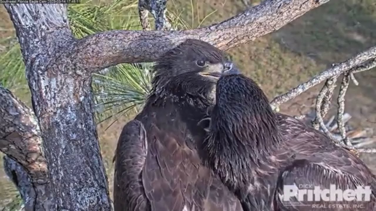 忘れられない瞬間  2023 SWFL Eagle Cam