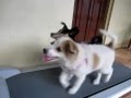 aspin on treadmill