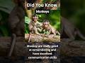 Did You Know | Monkeys | Monkey facts #shortsfeed #shorts #youtubeshorts #facts #monkey