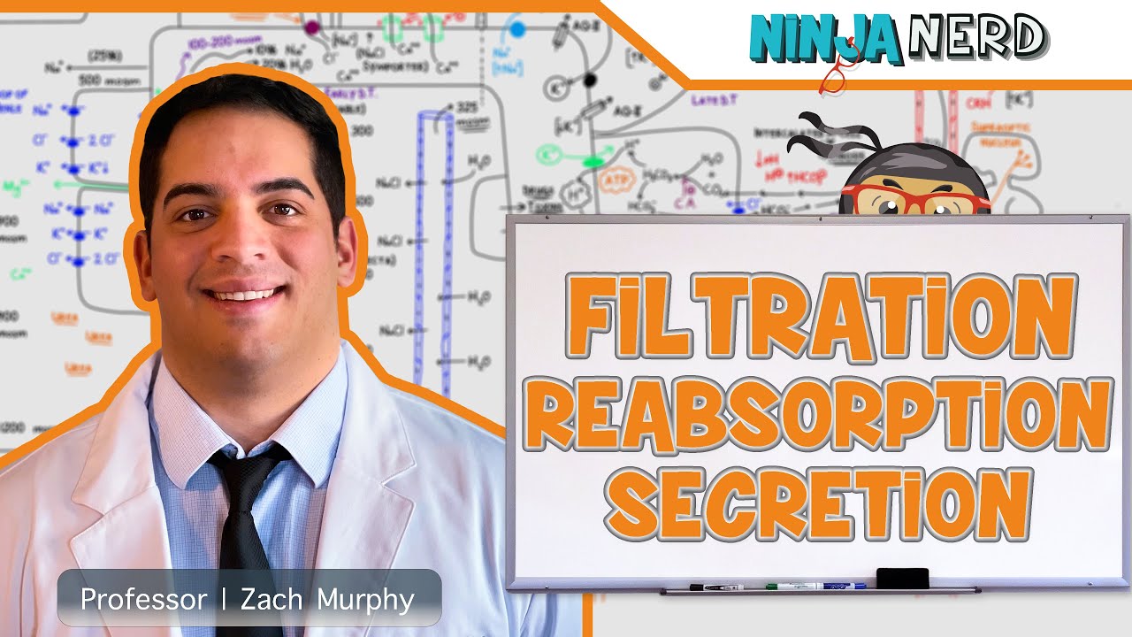 Download Renal | Filtration, Reabsorption, and Secretion: Overview