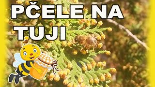 Pčele na tuji - video slobodan za dalje korišćenje