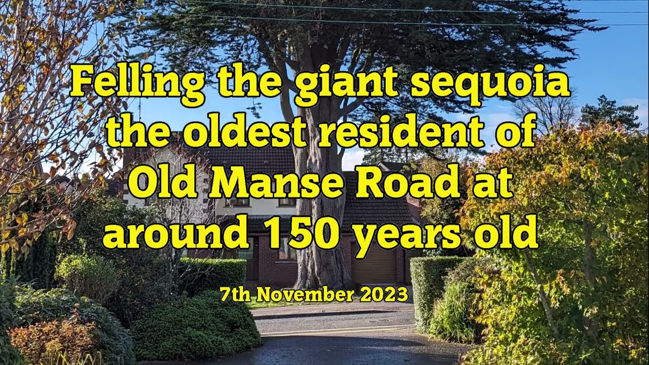 Felling of the last Sequoia Tree, Old Manse Road, Jordanstown