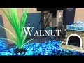 Walnut  short film by gabriella mastropaolo