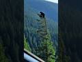 A Sad Day in the Wild – Bear Falls from Tree#sad#grizzly