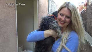 Sad And Lonely Abandoned Dog Was Looking For Someone She Could Trust.