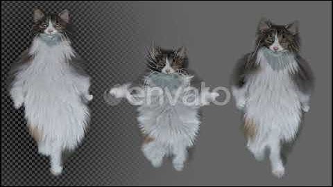 Cat 10 Pack | Motion Graphics - Envato elements
