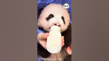 🍼🐼Baby panda drinking milk🐼🍼