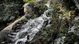 Тропический лес в парке ЯНОДА. Настоящие джунгли, сад орхидей. Путешествие по Китаю.🇨🇳