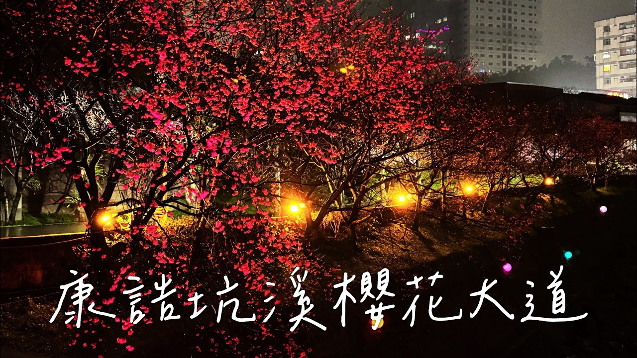 2026花見汐止文化櫻花季🌸【康誥坑溪櫻花大道】🌸溪澗夜櫻。