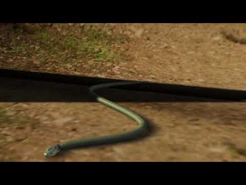 3d Snake animation for test.
