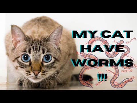 Video: Whipworms Sa Pusa