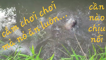 Cắm câu mồi dế. Không ngờ con này củng ăn dế, làm phát gãy cần luôn | Săn bắt SÓC TRĂNG |