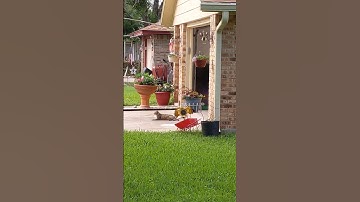 Mockingbird Attacks Cat