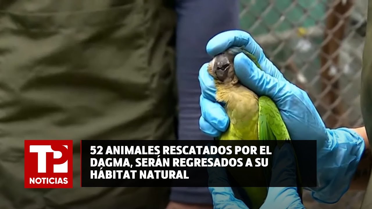 Animales Rescatados 52 animales rescatados por el DAGMA, serán regresados a su hábitat ...