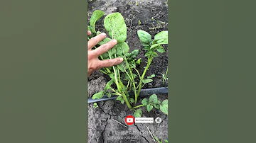 Раскидайте по картошке в июне-июле это удобрение! Картошки будет много и крупная! #shorts