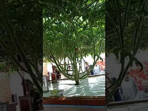 Труды и плоды.